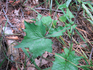 Photo By: Stephen M. Young. Photo taken: Clinton County, NY on 7 September 2006